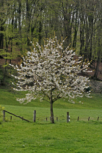 春天的樱桃树，荷兰，特托堡森林，北莱茵威斯特伐利亚，德国，欧洲