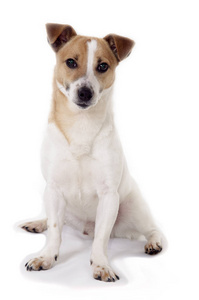 棕色和白色雄性杰克罗素猎犬，白色背景