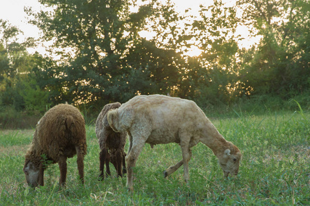 绵羊在草地上放牧图片