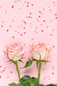 两朵粉红色盛开的玫瑰花在粉红色的背景上, 五颜六色的心