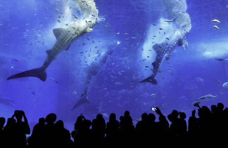 鲸鱼鲨鱼被喂食在水族馆里图片