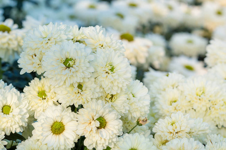 花园里的菊花白花