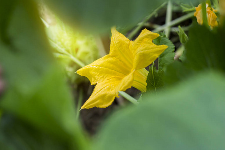 花园里西葫芦的花