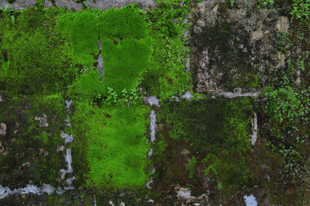 苔藓和地衣老石墙上