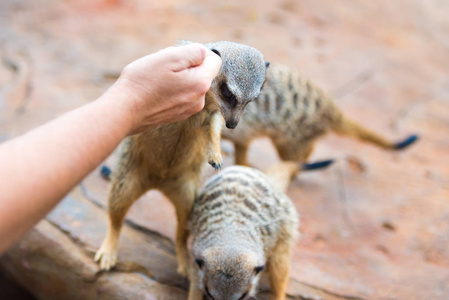 鼬 Suricata suricatta非洲本土动物猫鼬家族的小食肉动物的手喂养氏族特写