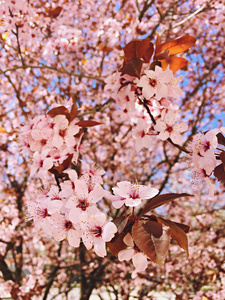 粉红色樱花花, 美丽的樱花在自然与模糊的背景