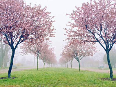 粉红色樱花花, 美丽的樱花在自然与模糊的背景