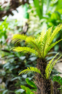 小棕榈植物在温室。热带和丛林植物