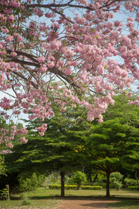 Tabebuia 花