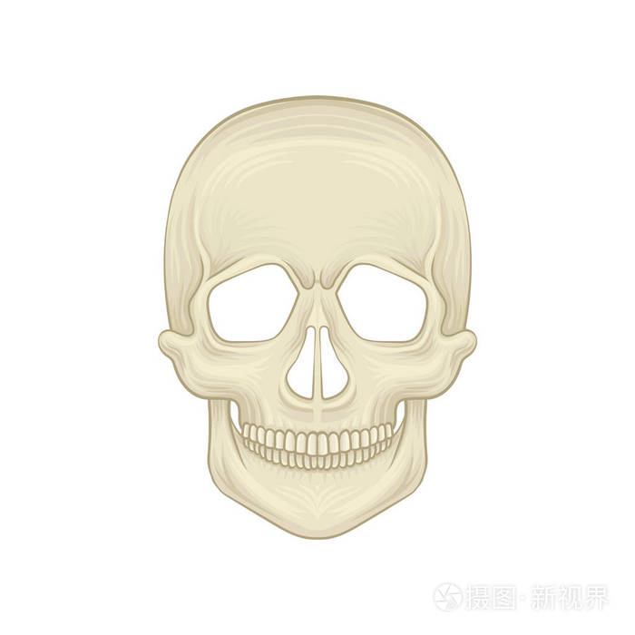 卡通图标的平面风格.现代智人的脑壳.前视图.详细解剖例证