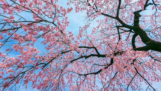 樱桃花, 柔和的焦点, 春天的樱花季节
