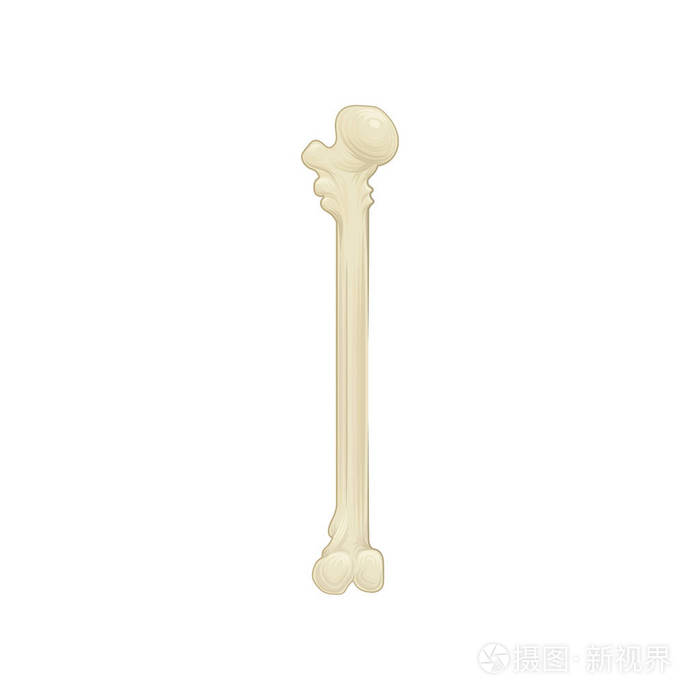 人体骨架的一部分.详细的解剖插图.医学小册子或标语牌的平面矢量设计