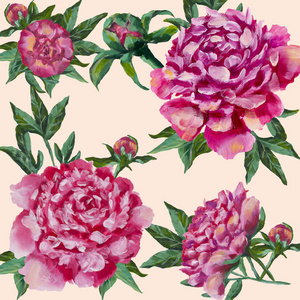 粉红色牡丹手画的。 牡丹与花蕾和叶子水彩可以作为贺卡邀请卡用于婚礼生日和其他节日。 孤立在白色背景上。