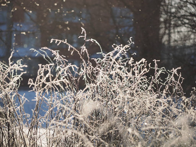 雪中的树枝。 冬天