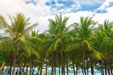 许多美丽的高棕榈树生长在附近, aleya 棕榈, 热带海岛和美丽的树生长对天空。亚洲