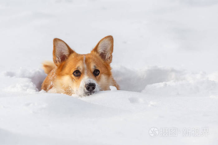 在雪中的冬天狗威尔士科吉羊毛衫
