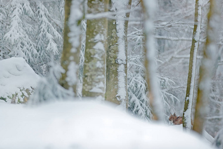 雪林里的。 欧亚林克斯在冬天。 捷克自然的野生动物场景。 大自然栖息地的雪猫。 年轻的野生猫家族的母亲。 野生动物栖息地的。 两