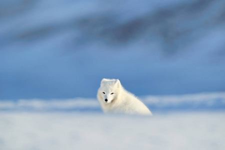 极地狐狸在栖息地冬季景观斯瓦尔巴德挪威。 雪中美丽的动物。 跑狐狸。 野生动物行动场景，从自然外阴拉在自然栖息地。 有可爱动物的
