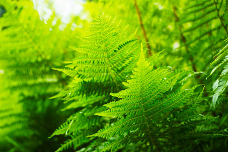 绿蕨植物质地