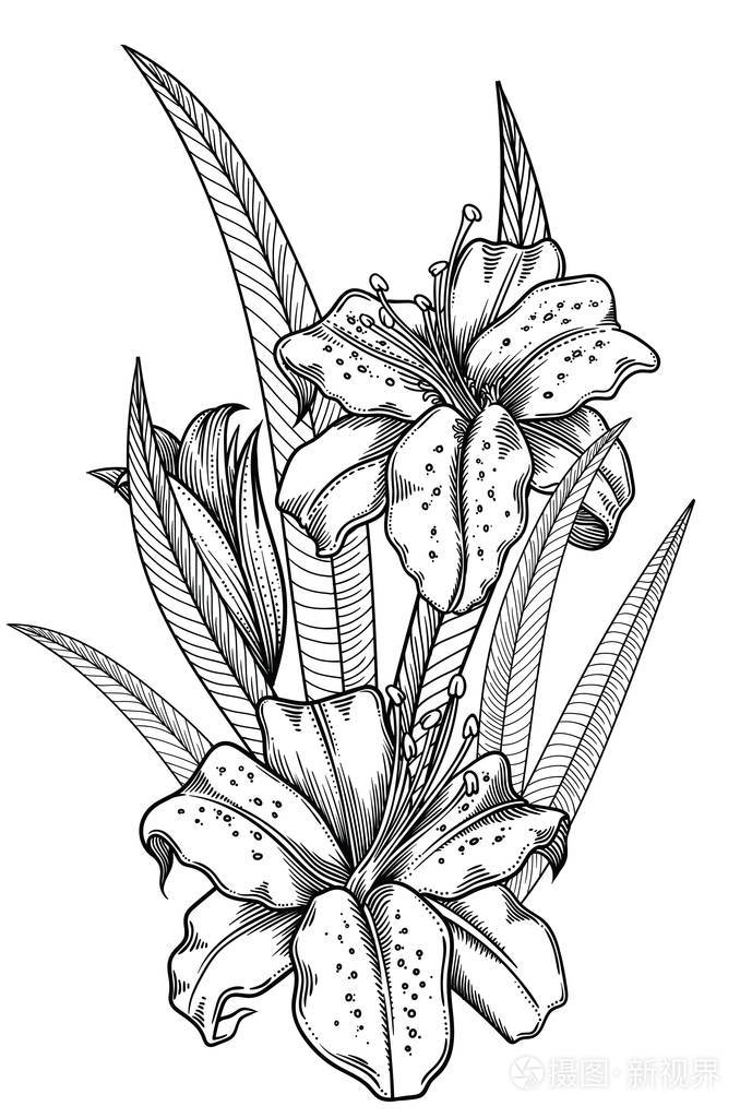 盛开的百合花详细的手绘矢量插图浪漫的装饰花画百合线条艺术的粗略