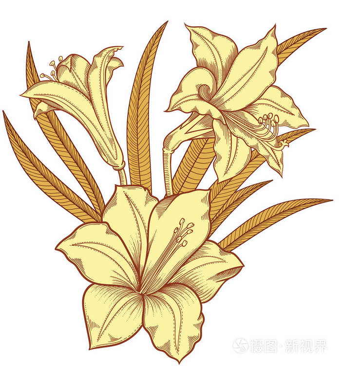 浪漫的装饰花画.百合线条艺术的粗略风格.