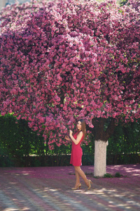 对摄影师的背景下盛开的粉红色树木构成了美丽的女孩。春天。樱花