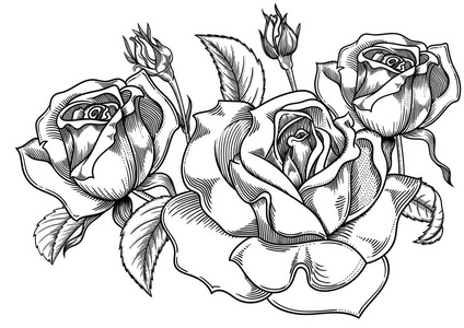 饮品黑白装饰画盛开的素描黑白玫瑰花 详细手绘矢量插图.
