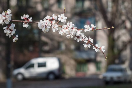 春天开花的苹果树的分支与模糊的城市风景上