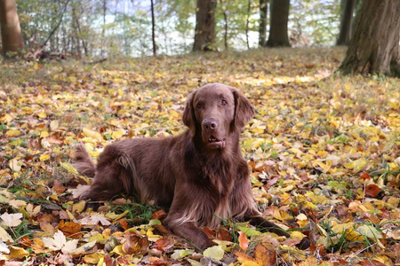 棕色的扁毛猎犬躺在秋天的森林里