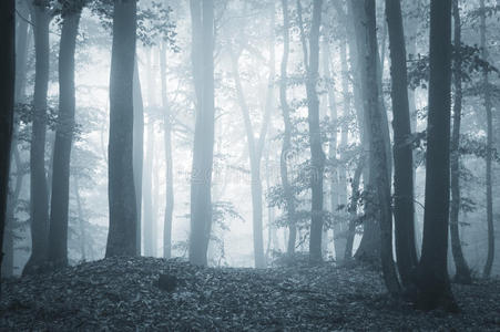 雾与光的诡异森林