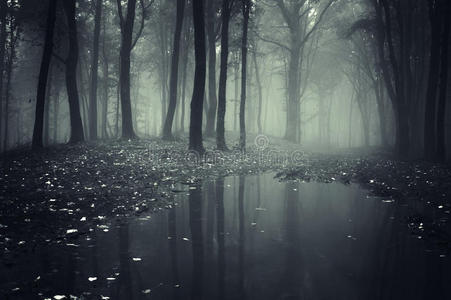 神秘的雾和湖的黑暗的幽灵森林