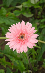 粉红非洲菊
