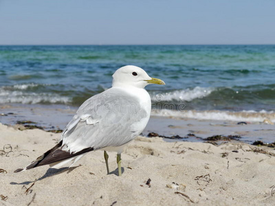 站在沙滩上的海鸥