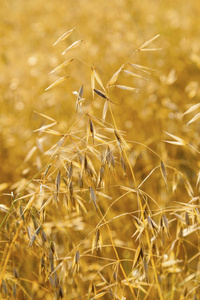 田野里的金色燕麦草