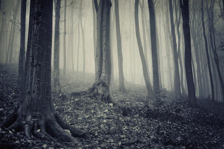 万圣节有雾的神秘森林