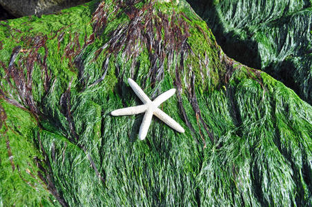 岩石上覆盖着海草的白色海星壳