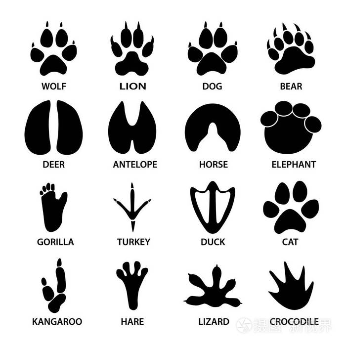 动物的黑色脚印形状.大象, 豹, 爬行动物和老虎