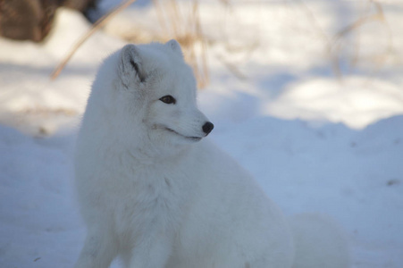 冬天一只北极狐狸坐在雪地里
