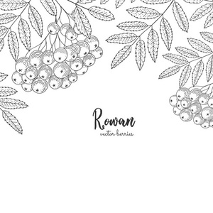 手绘插图的罗恩孤立的白色背景。古老的植物雕刻框架与罗恩。适用于菜单传单标签海报印刷品包装