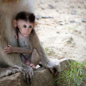 小猴坐在妈妈的怀抱里