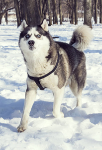 西伯利亚哈士奇狗在冬季公园散步。