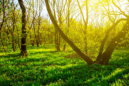 阳光明媚的一天，美丽的春天森林