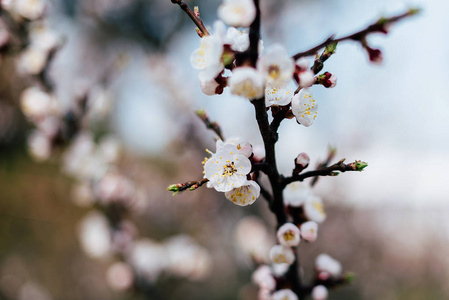 杏开花枝