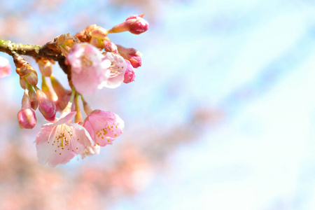 早春的樱花花瓣和蓝天