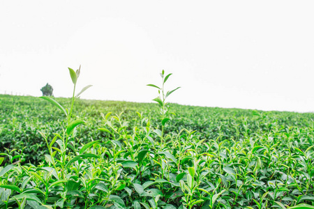 以白色背景生长的茶叶