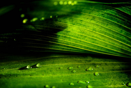 带雨滴的绿色花卉背景近景