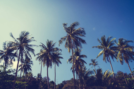 在天空上的椰子棕榈树