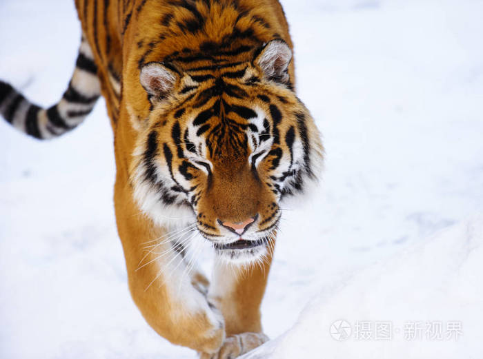 西伯利亚虎在雪地上