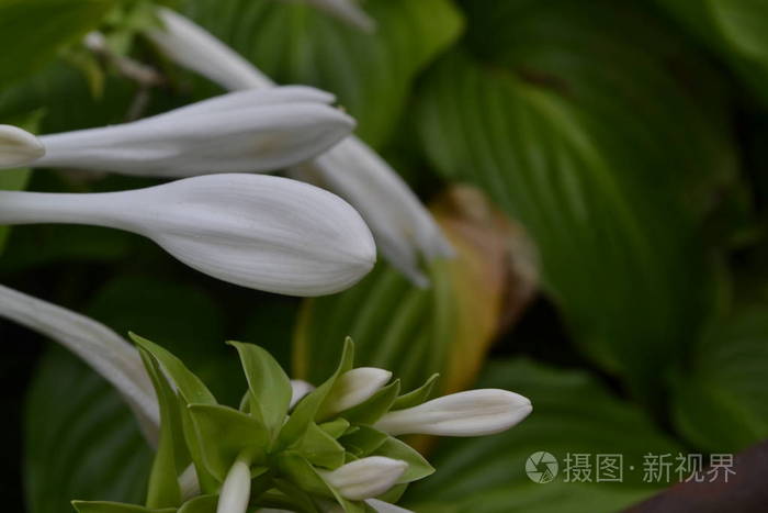 霍斯塔一种植物萱草花丛大叶是绿色的类似于百合花的白花花园美丽的