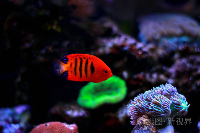 火焰天使鱼(centropygeloricula)